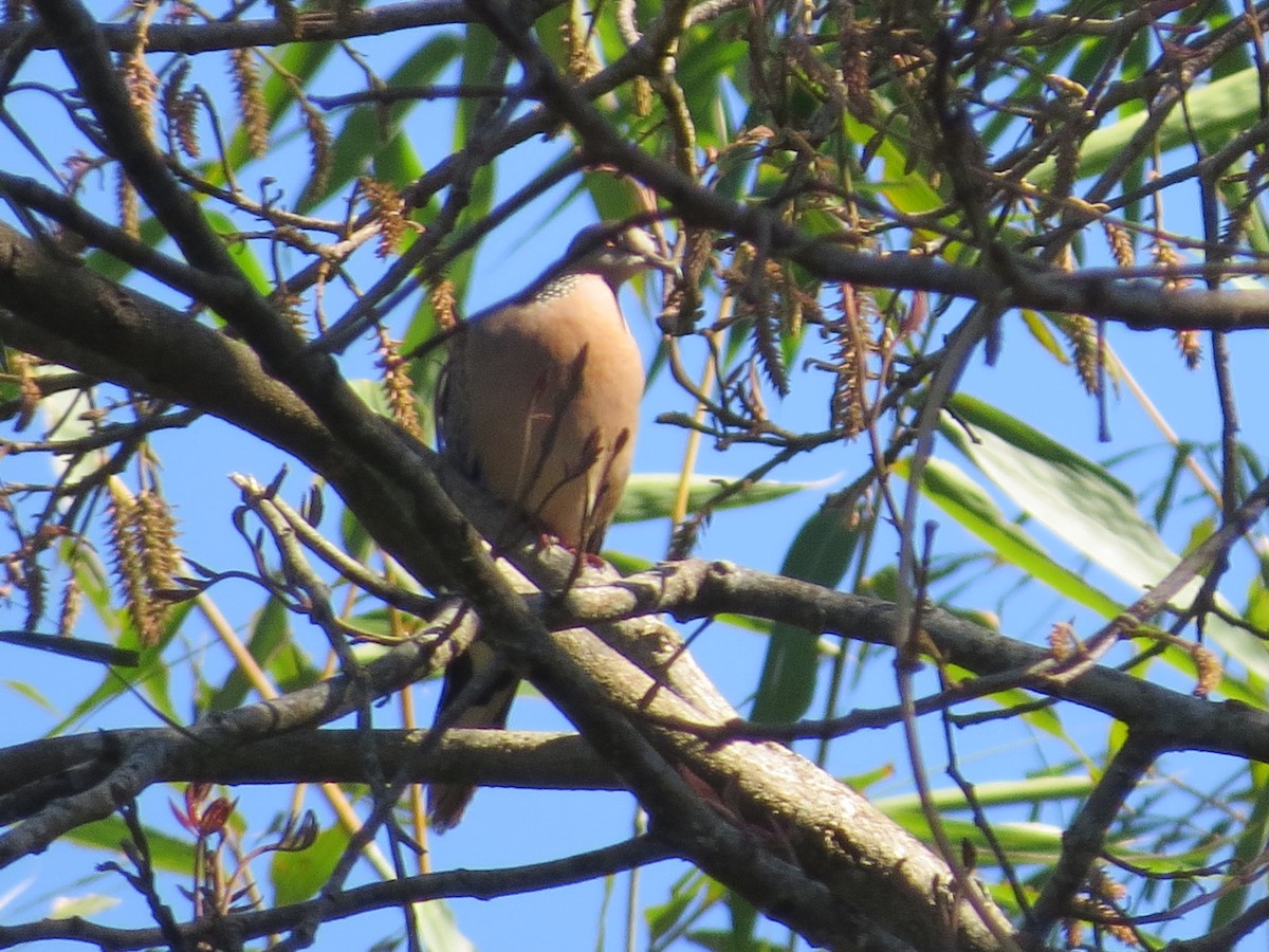 Spotted Dove - Win Nwe