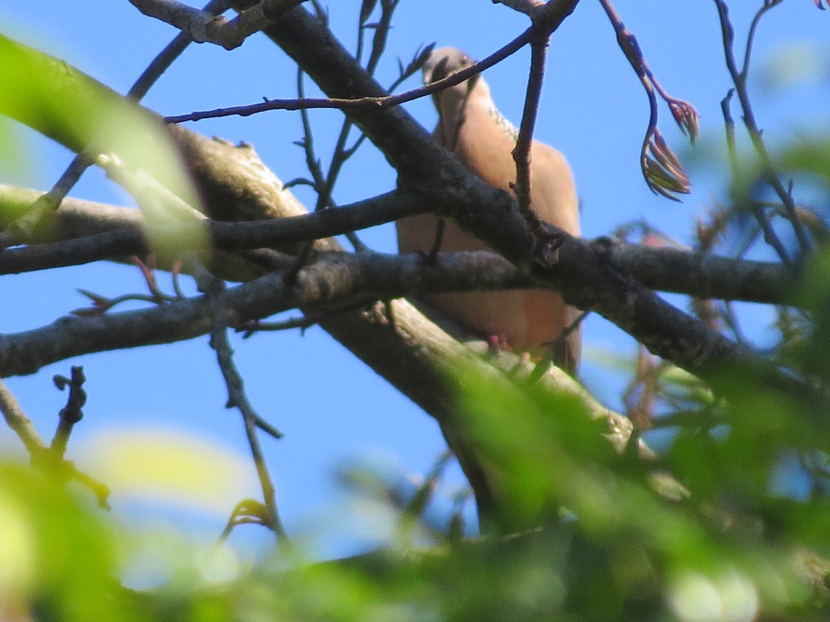 Spotted Dove - Win Nwe
