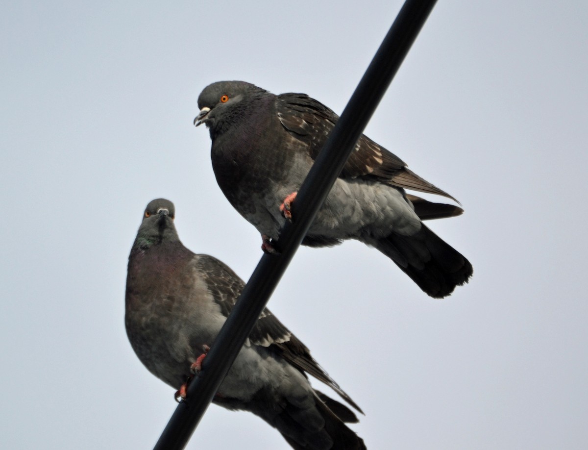 Rock Pigeon (Feral Pigeon) - ML82977371