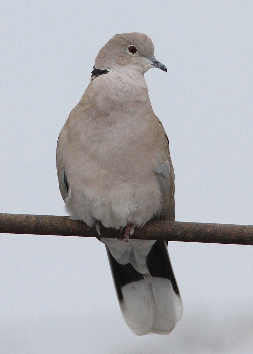 Eurasian Collared-Dove - Dennis Oehmke
