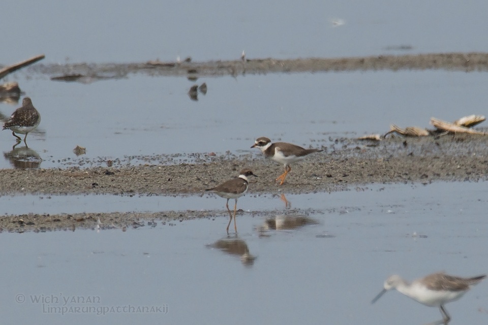 Common Ringed Plover - ML82978711
