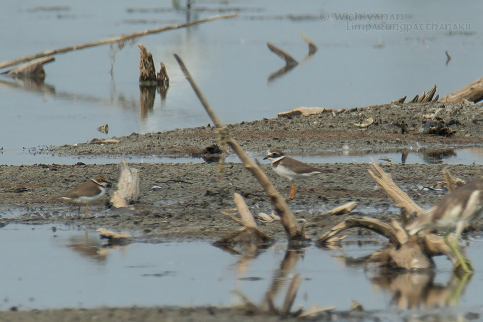 Common Ringed Plover - ML82978881