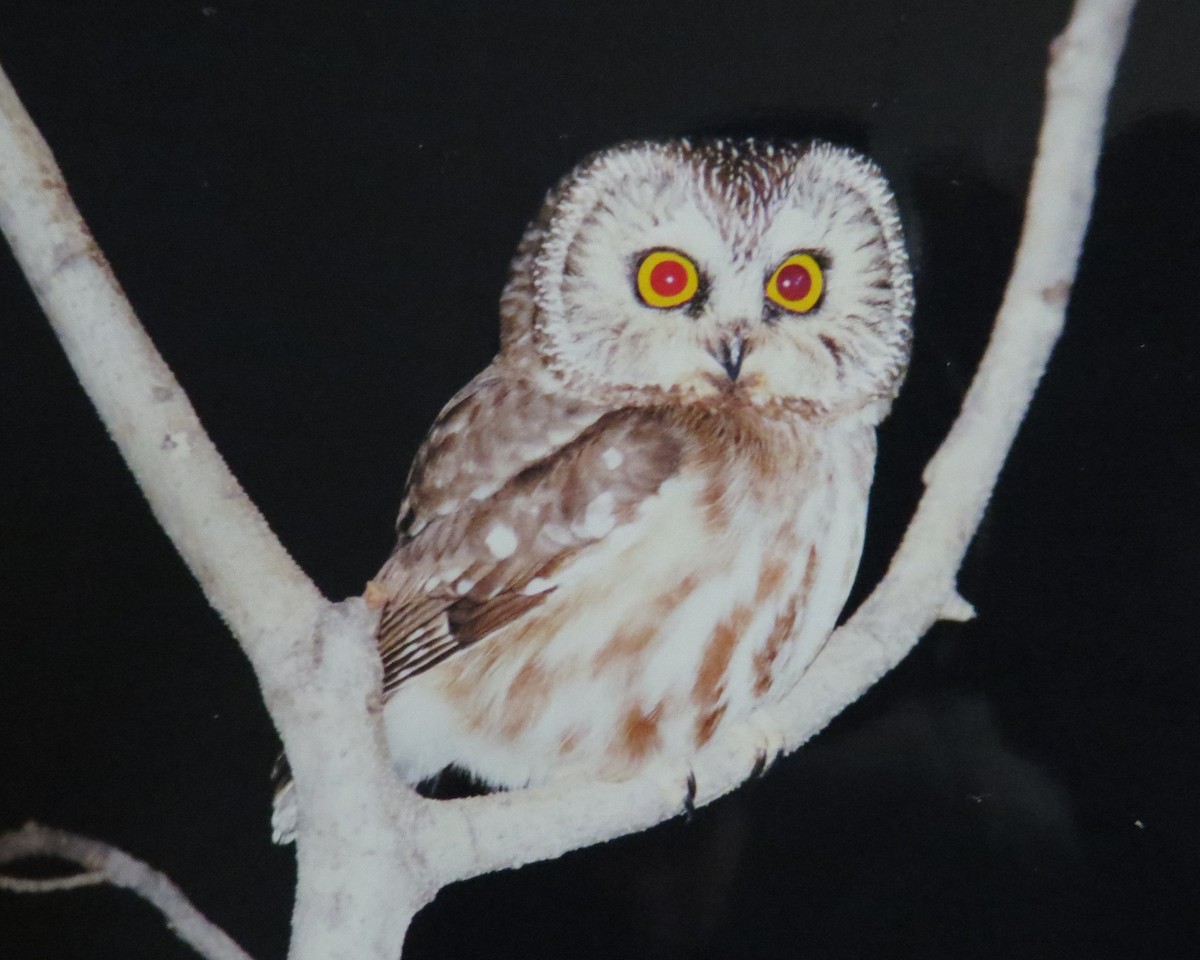 Northern Saw-whet Owl - Pam Campbell