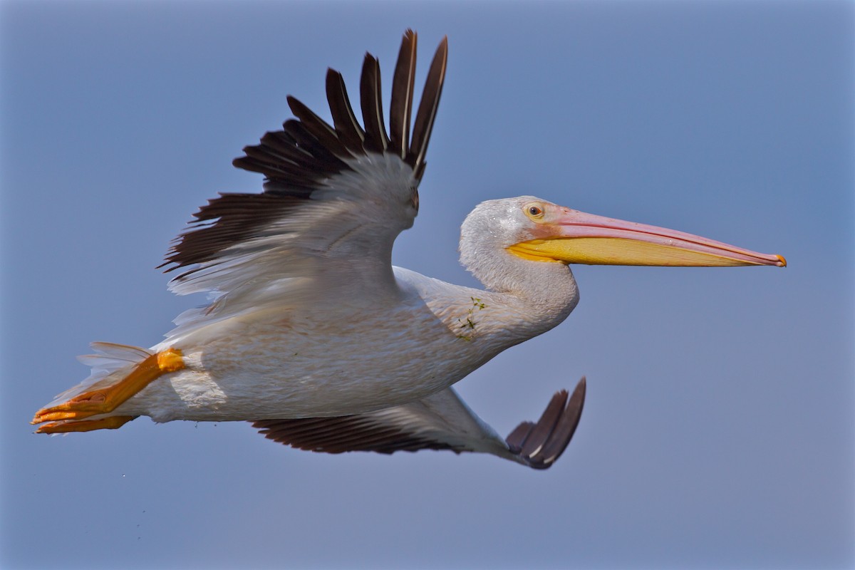 pelikán severoamerický - ML82979791