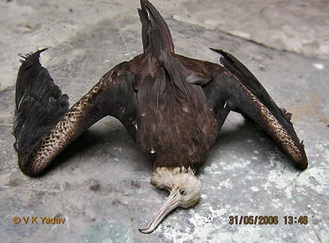 Great Frigatebird - Birdwatchers' Society of Bengal