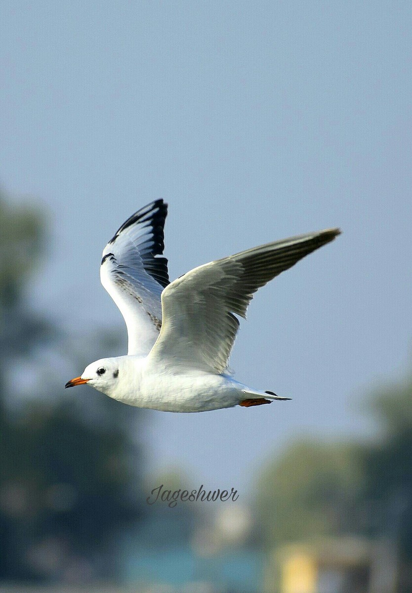 Mouette rieuse - ML82981061