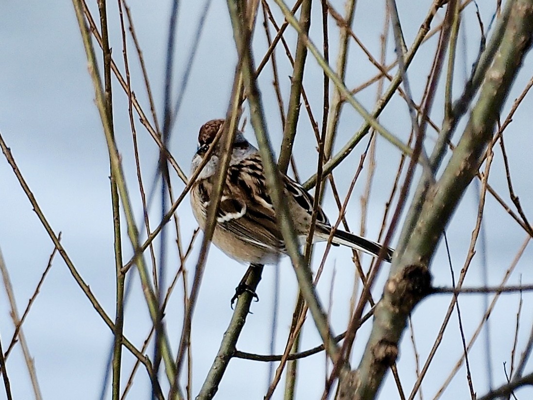 American Tree Sparrow - ML82982411
