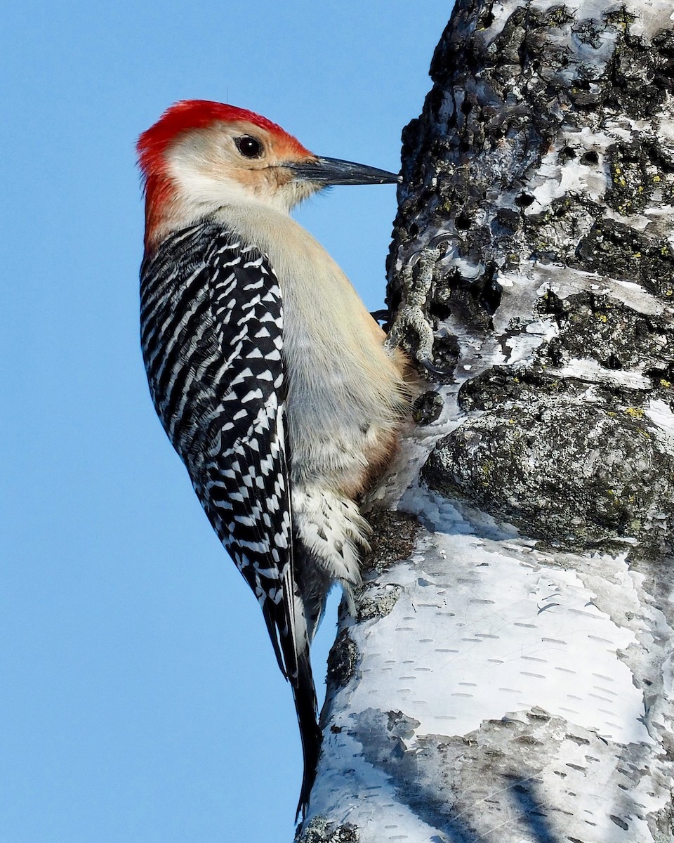 Red-bellied Woodpecker - John Higgins
