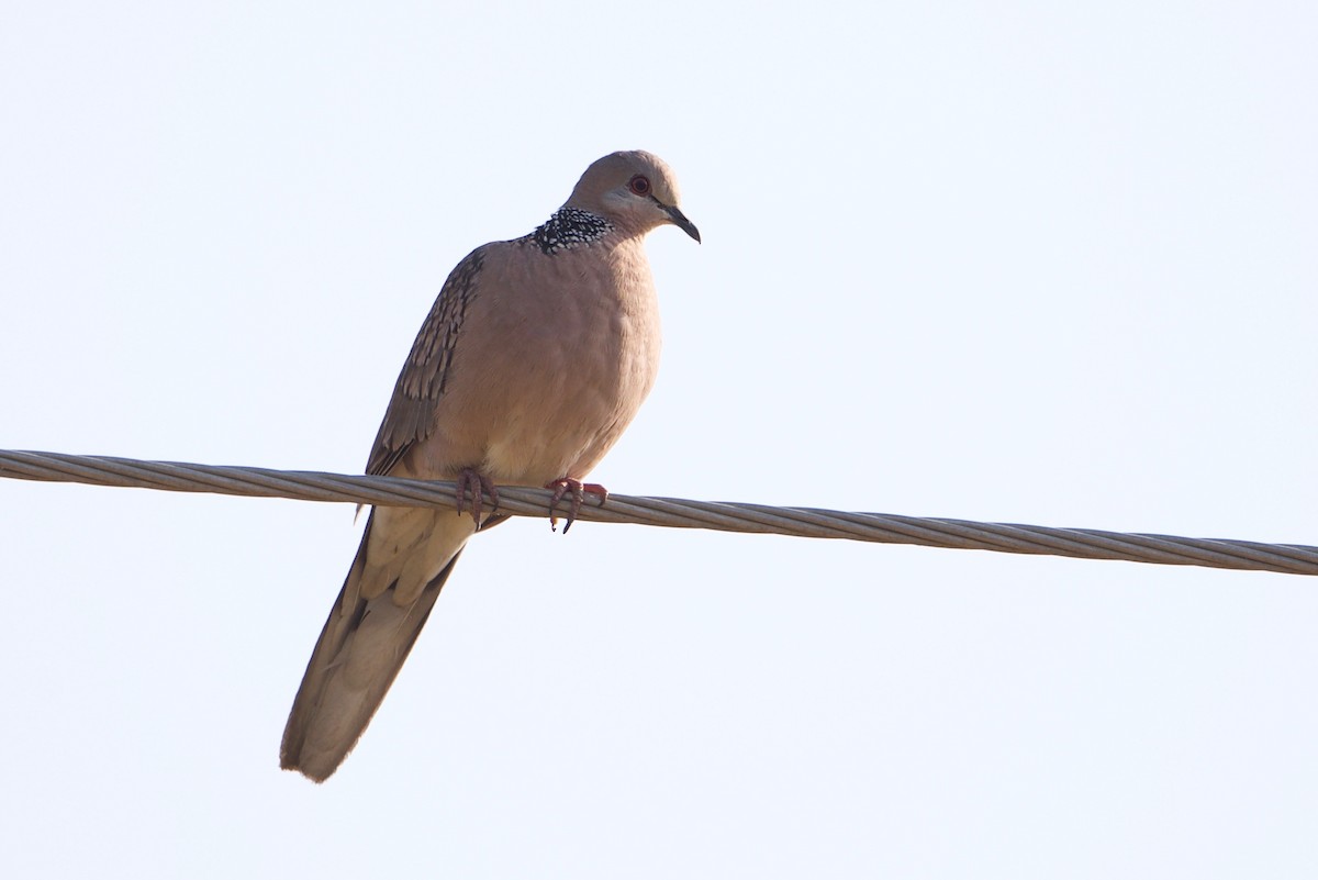 Spotted Dove - Snehasis Sinha