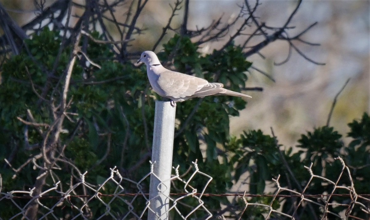 Eurasian Collared-Dove - ML82987811