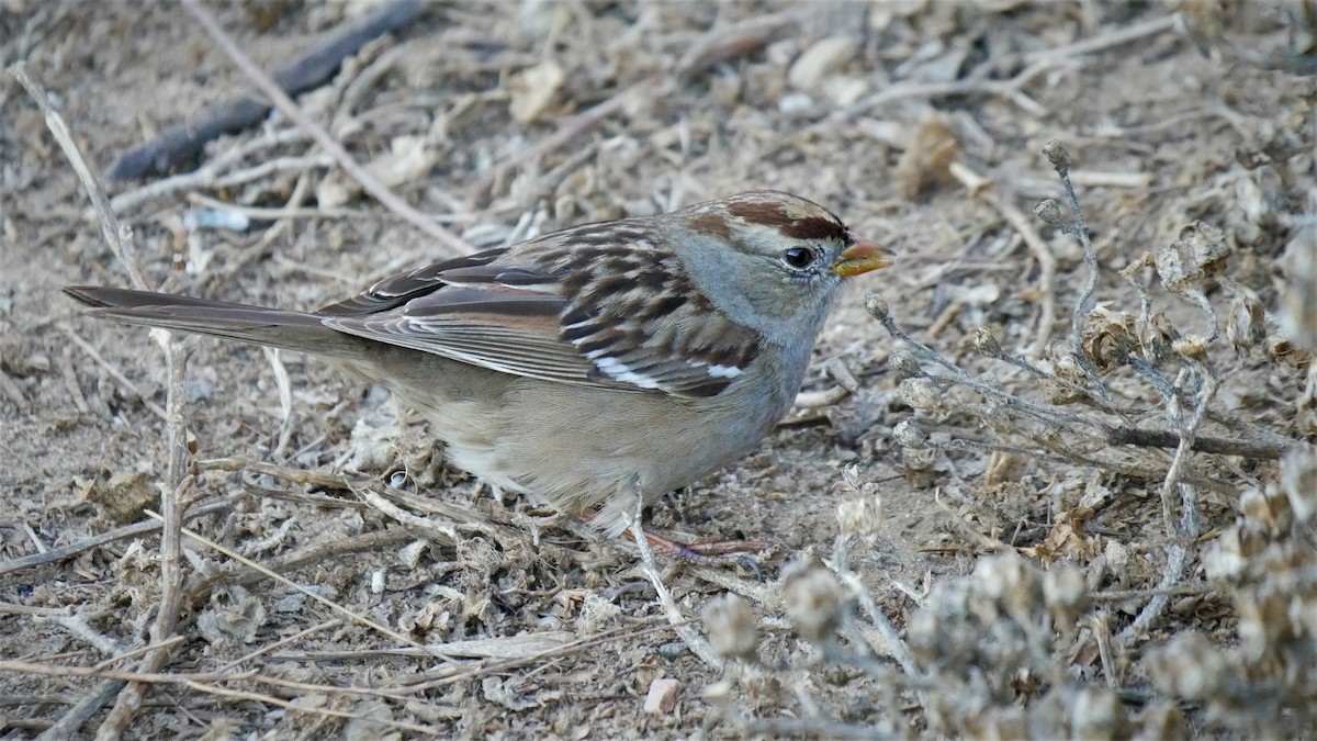 White-crowned Sparrow - ML82988181
