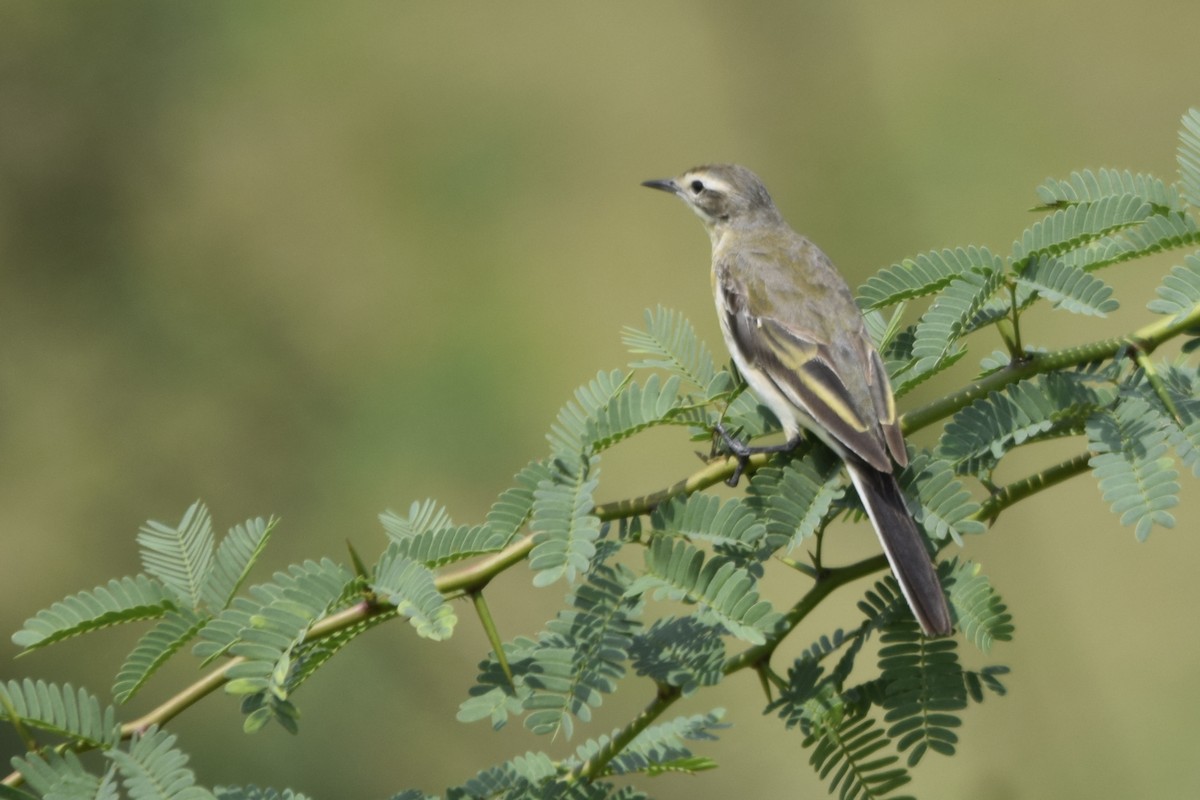 Western Yellow Wagtail - Magesh Ram
