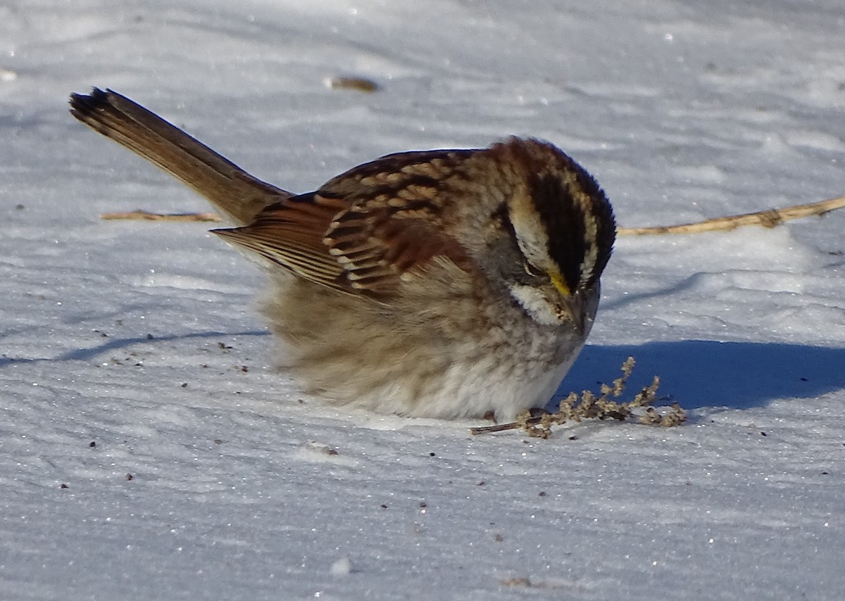 White-throated Sparrow - Jim Sweeney