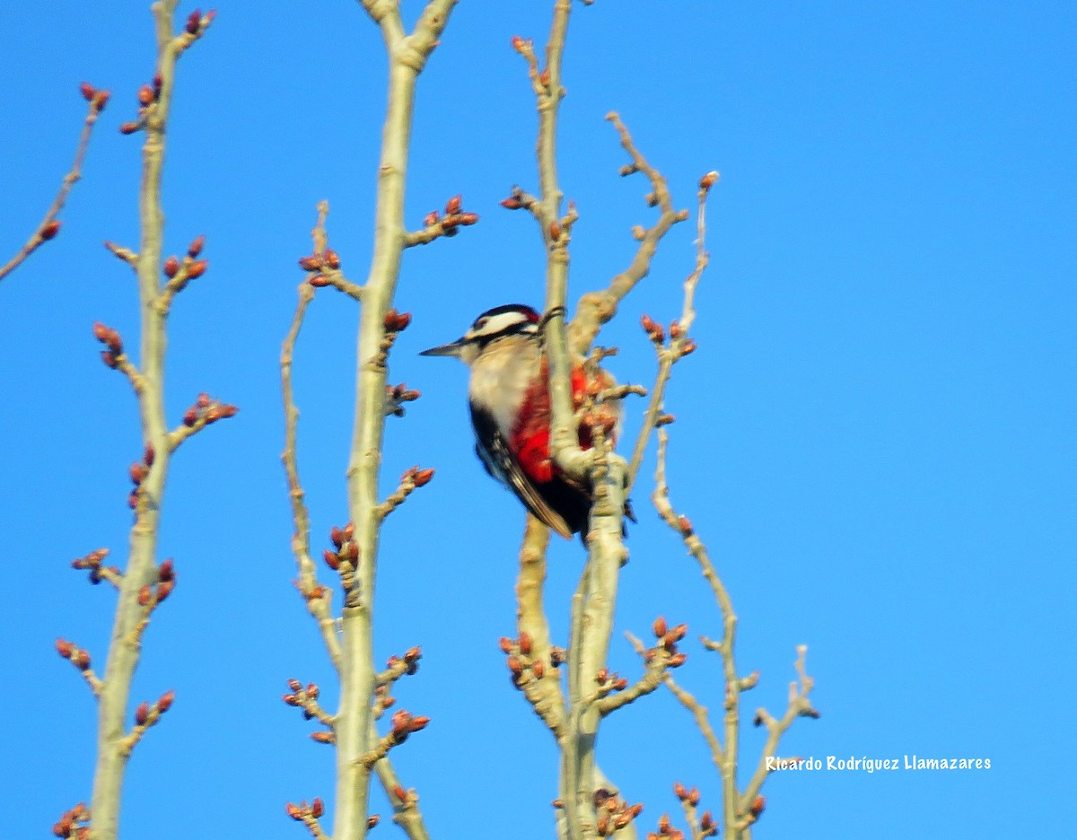 Great Spotted Woodpecker - ML82990311