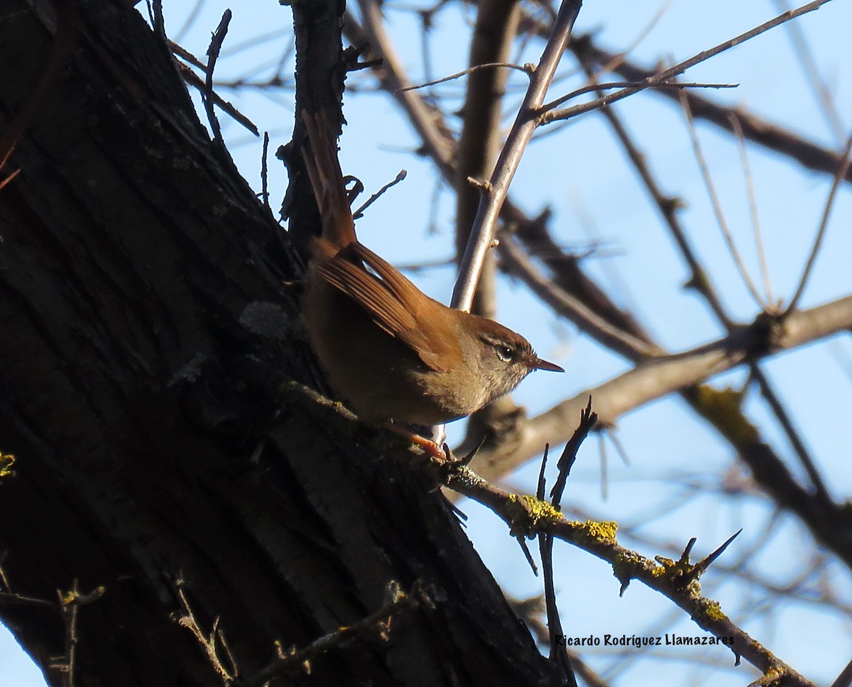 Cetti's Warbler - Anonymous