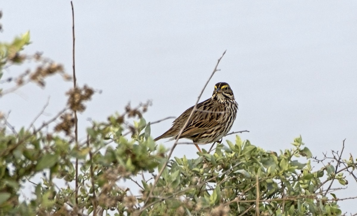 Savannah Sparrow (Belding's) - ML82990791