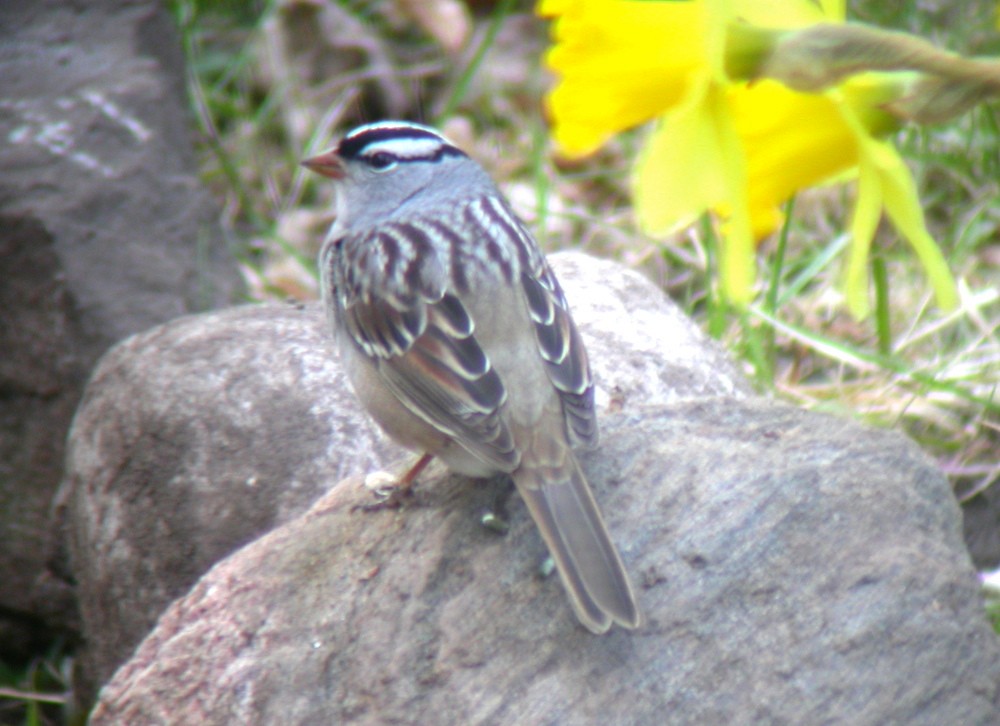 White-crowned Sparrow - ML82991351