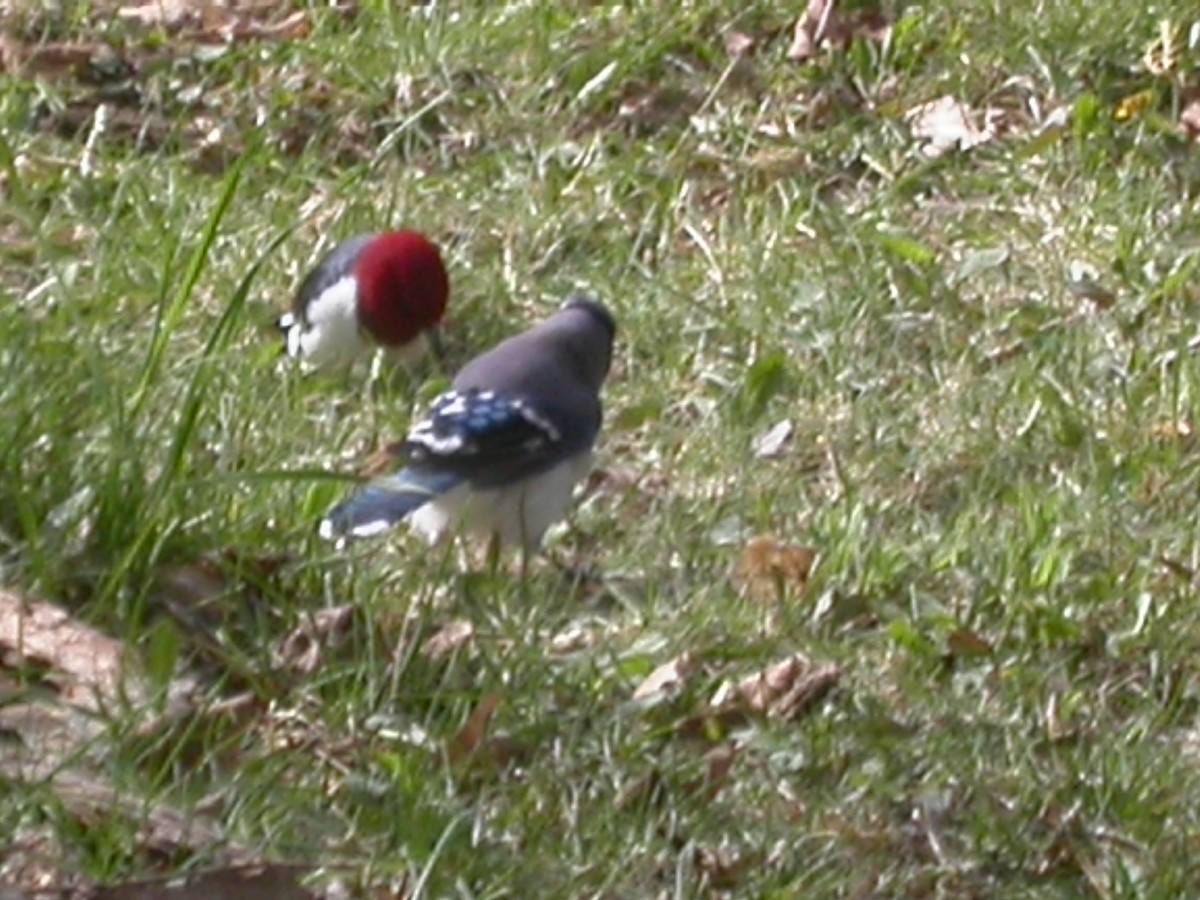 Red-headed Woodpecker - ML82991411