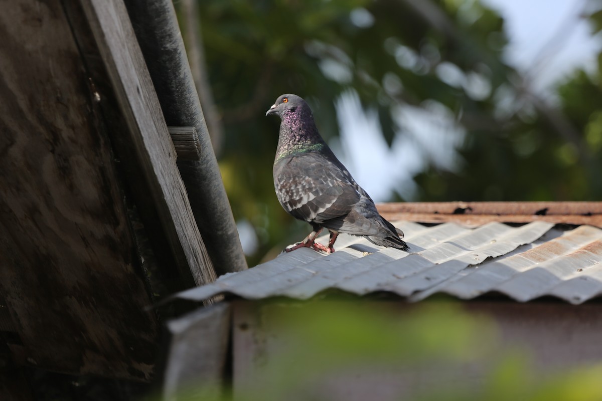 Rock Pigeon (Feral Pigeon) - Ceri James
