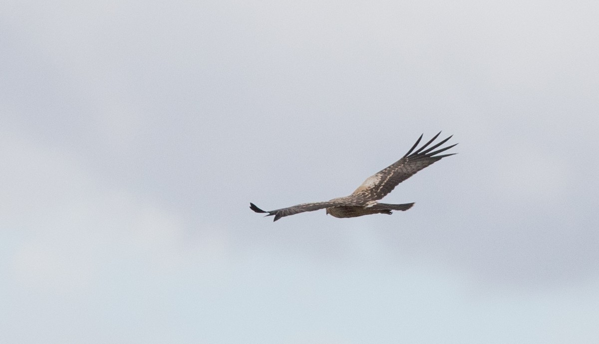 Spotted Harrier - Ian Davies