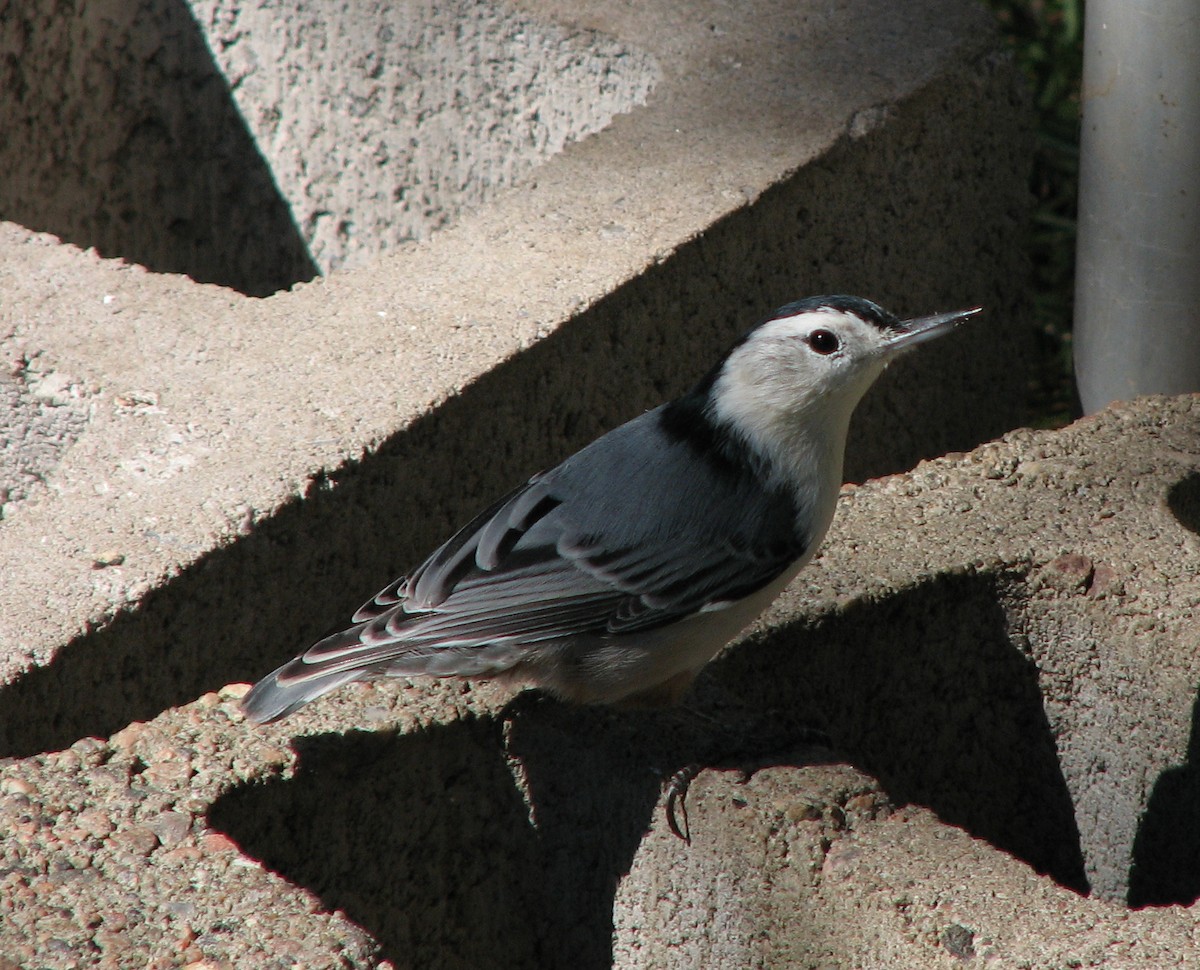 White-breasted Nuthatch - ML82995041