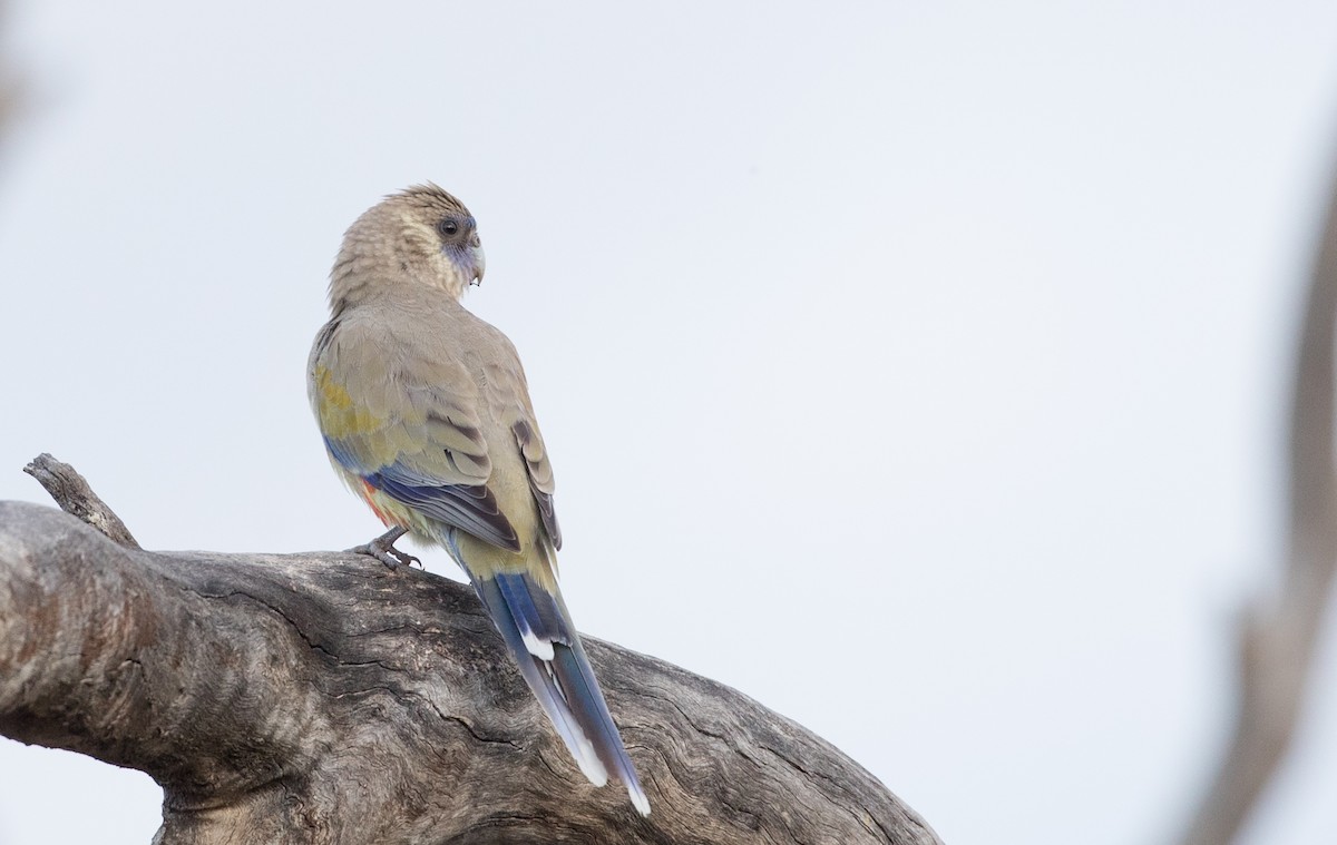 Greater Bluebonnet (Yellow-vented) - ML82995461
