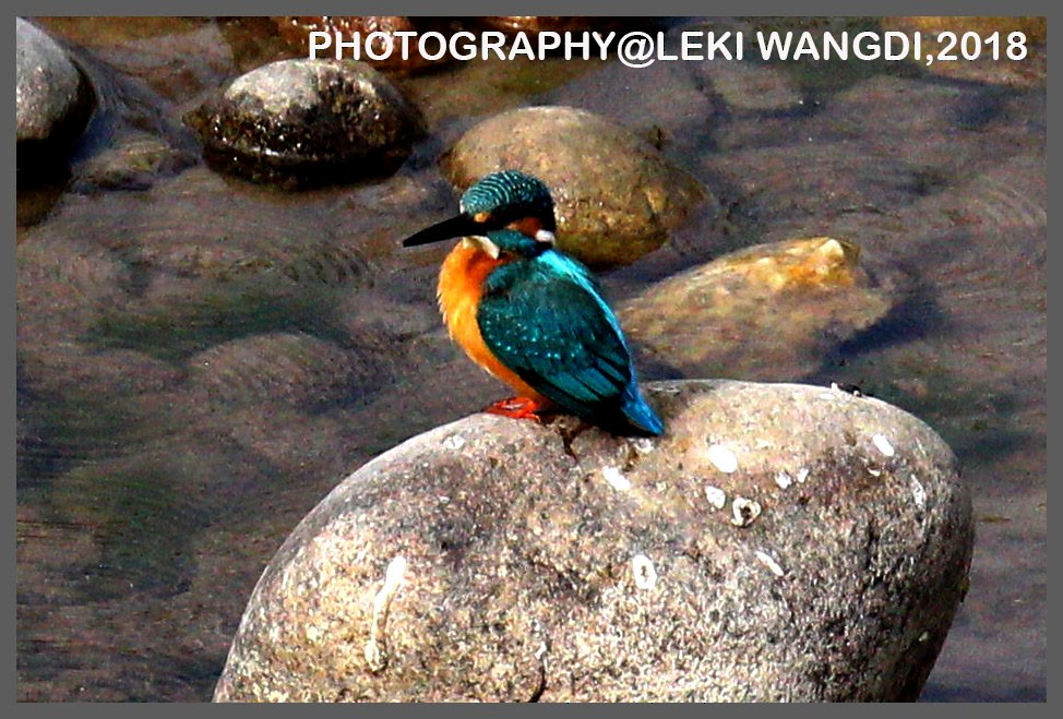 Common Kingfisher - Leki Wangdi