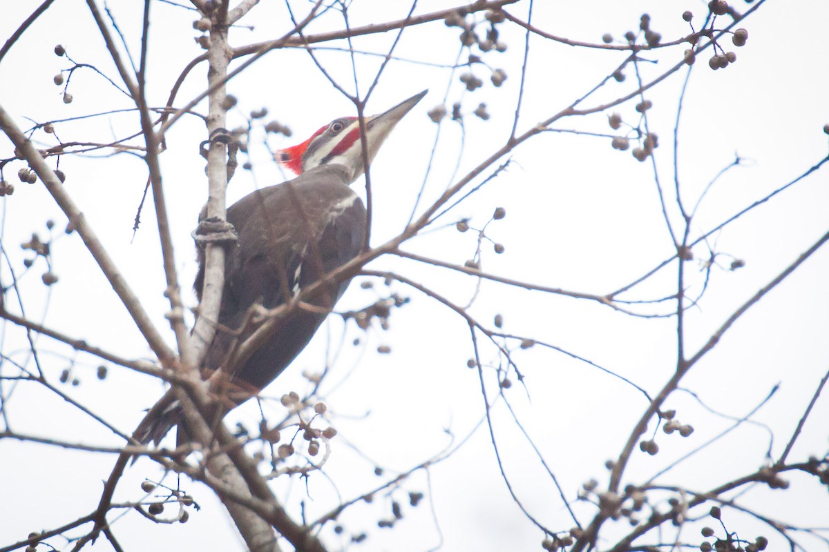 Pileated Woodpecker - ML82996741