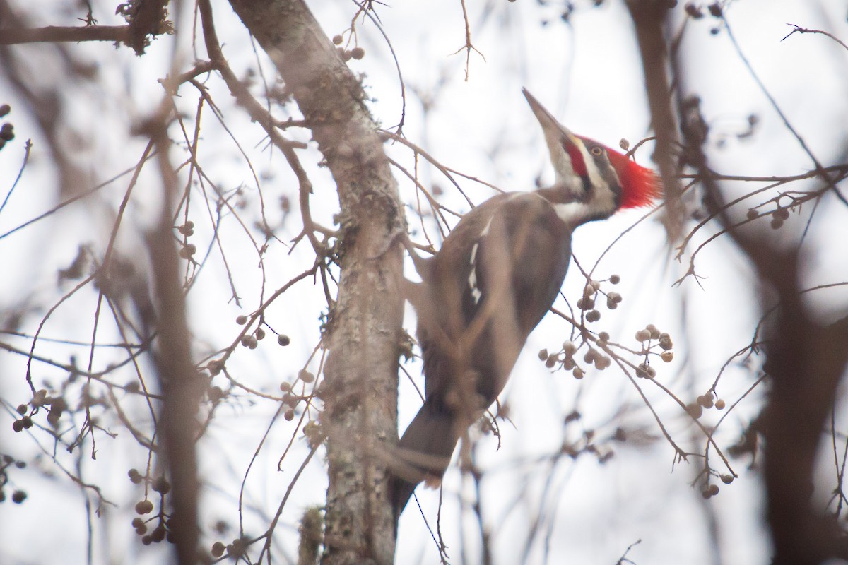 Pileated Woodpecker - ML82996751