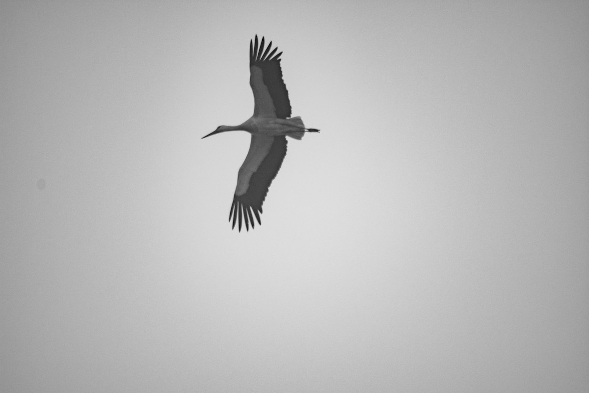 White Stork - Toby Rowland