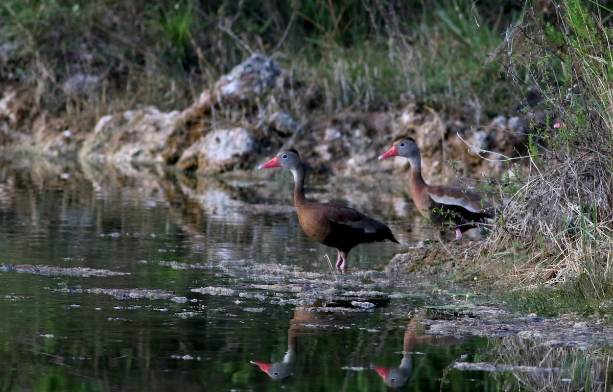 Black-bellied Whistling-Duck (fulgens) - ML83001341