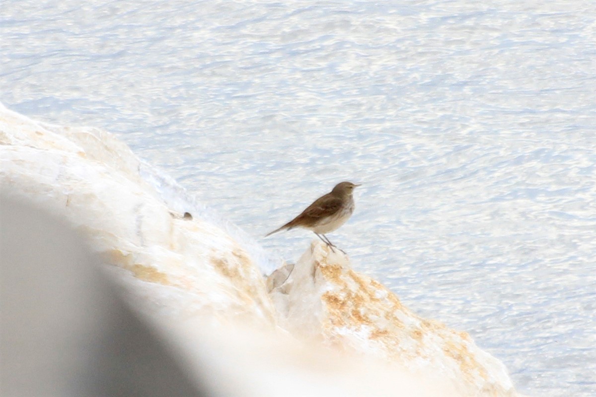 Water Pipit - ML83002191
