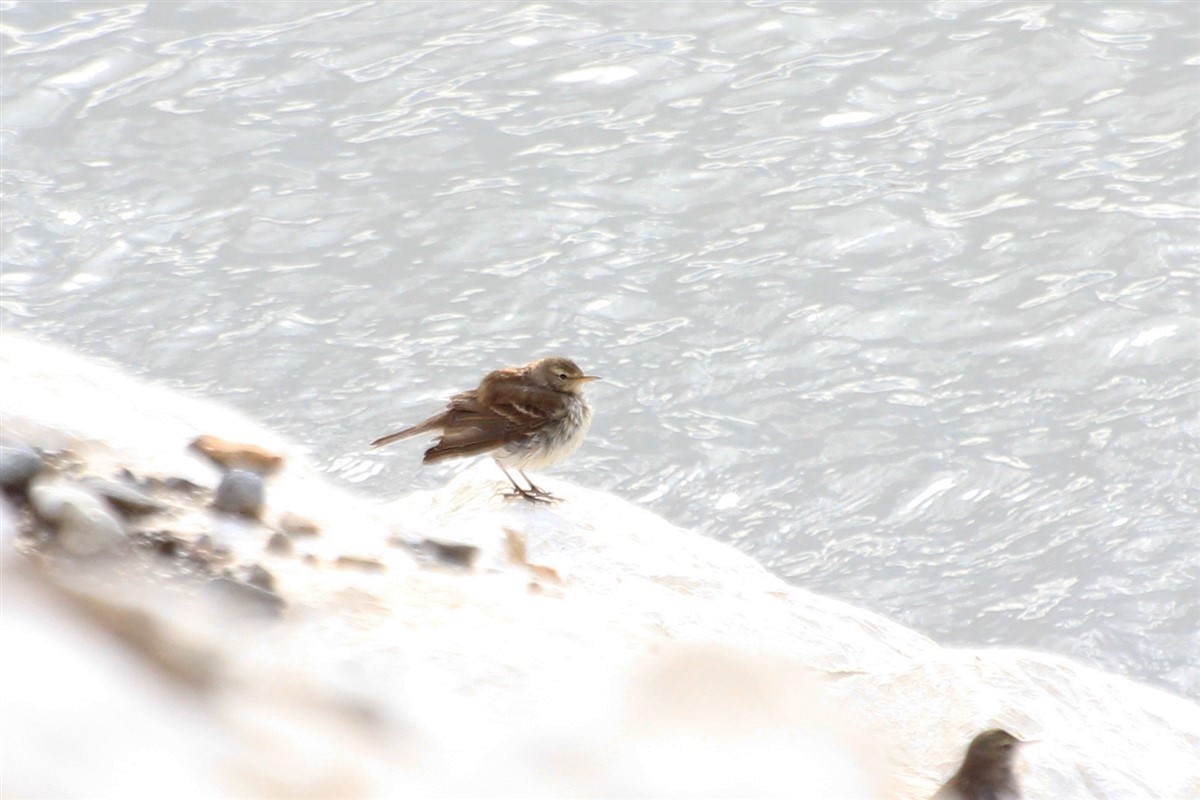 Water Pipit - ML83002201