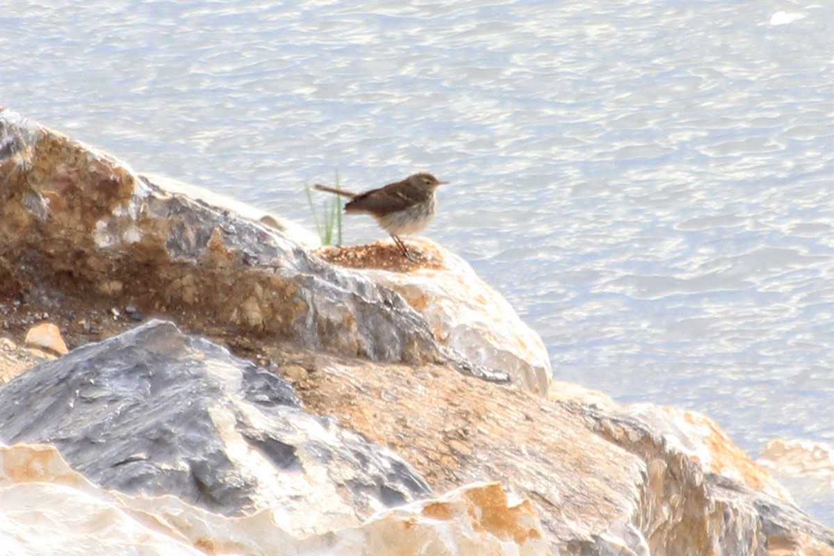 Water Pipit - ML83002211