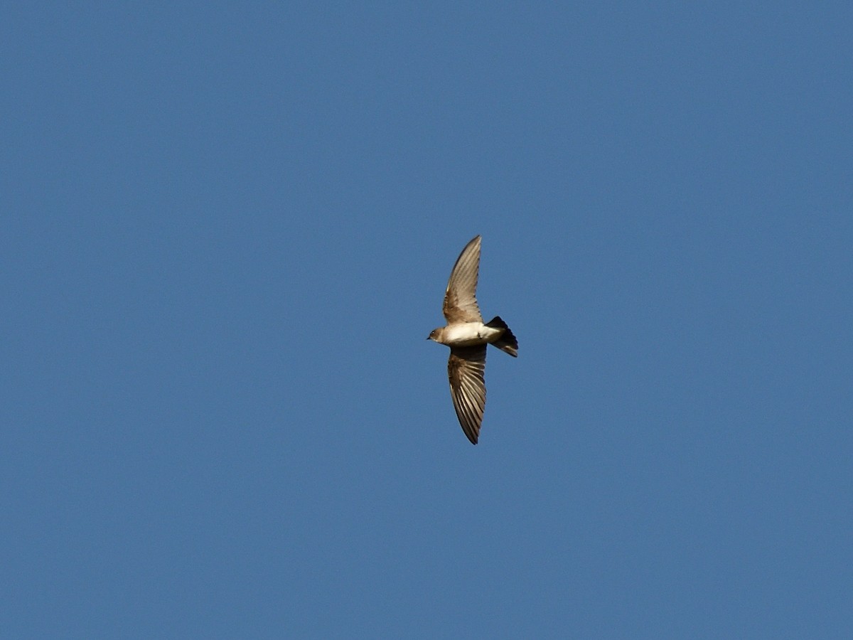 Northern Rough-winged Swallow - Hugh Whelan