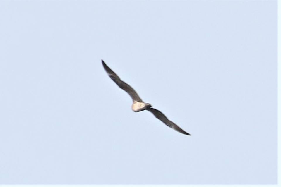 Long-tailed Jaeger - ML83002931