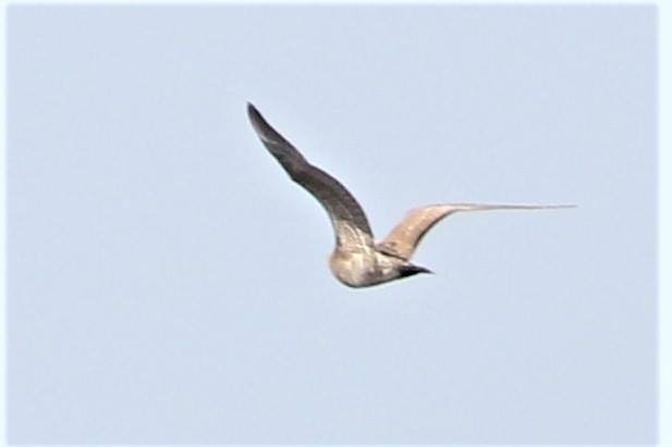 Long-tailed Jaeger - ML83002961