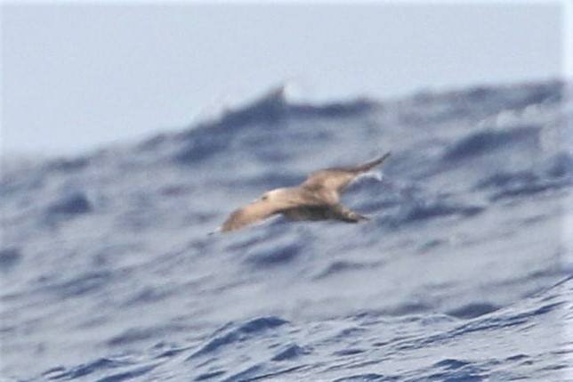 Long-tailed Jaeger - ML83002971