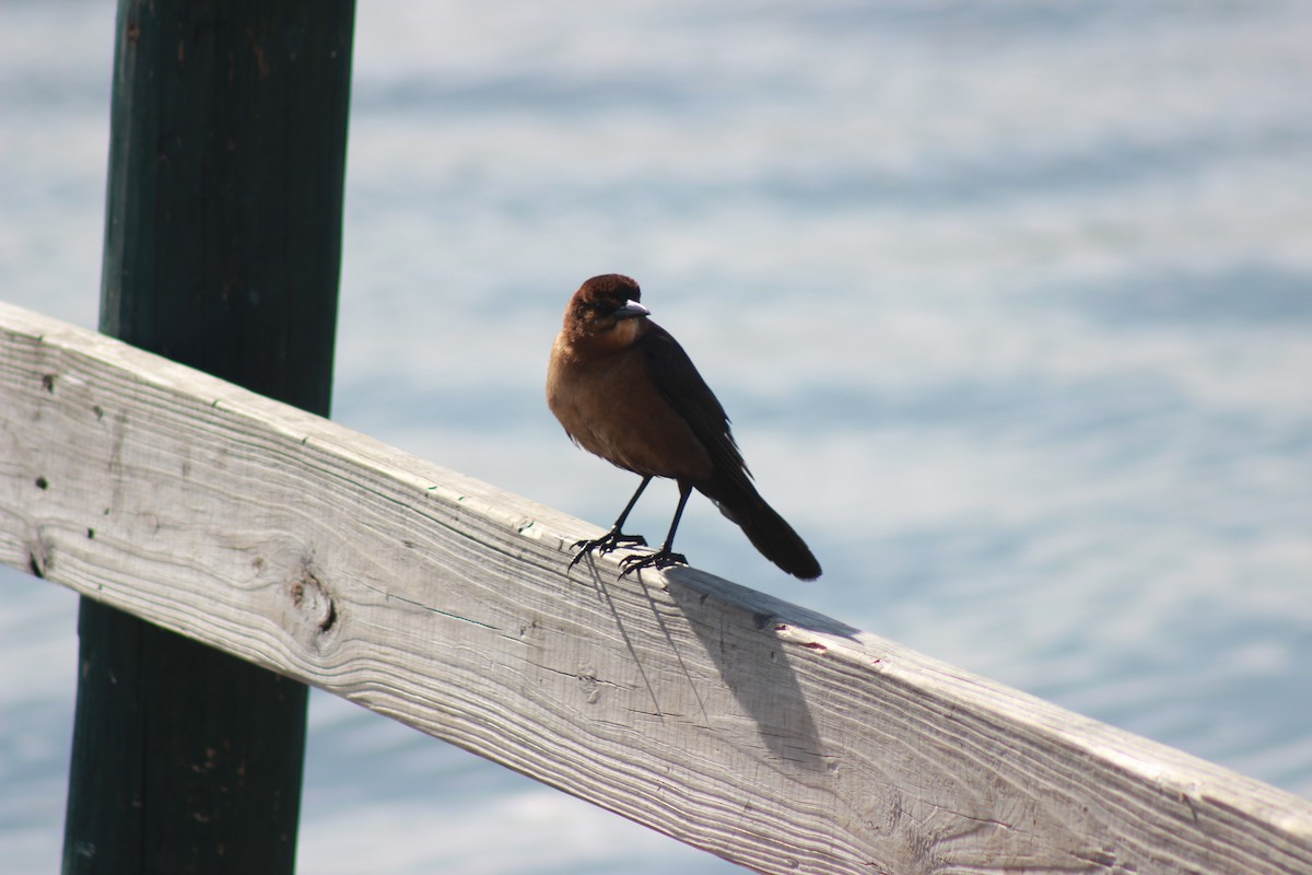 Boat-tailed Grackle - ML83004251