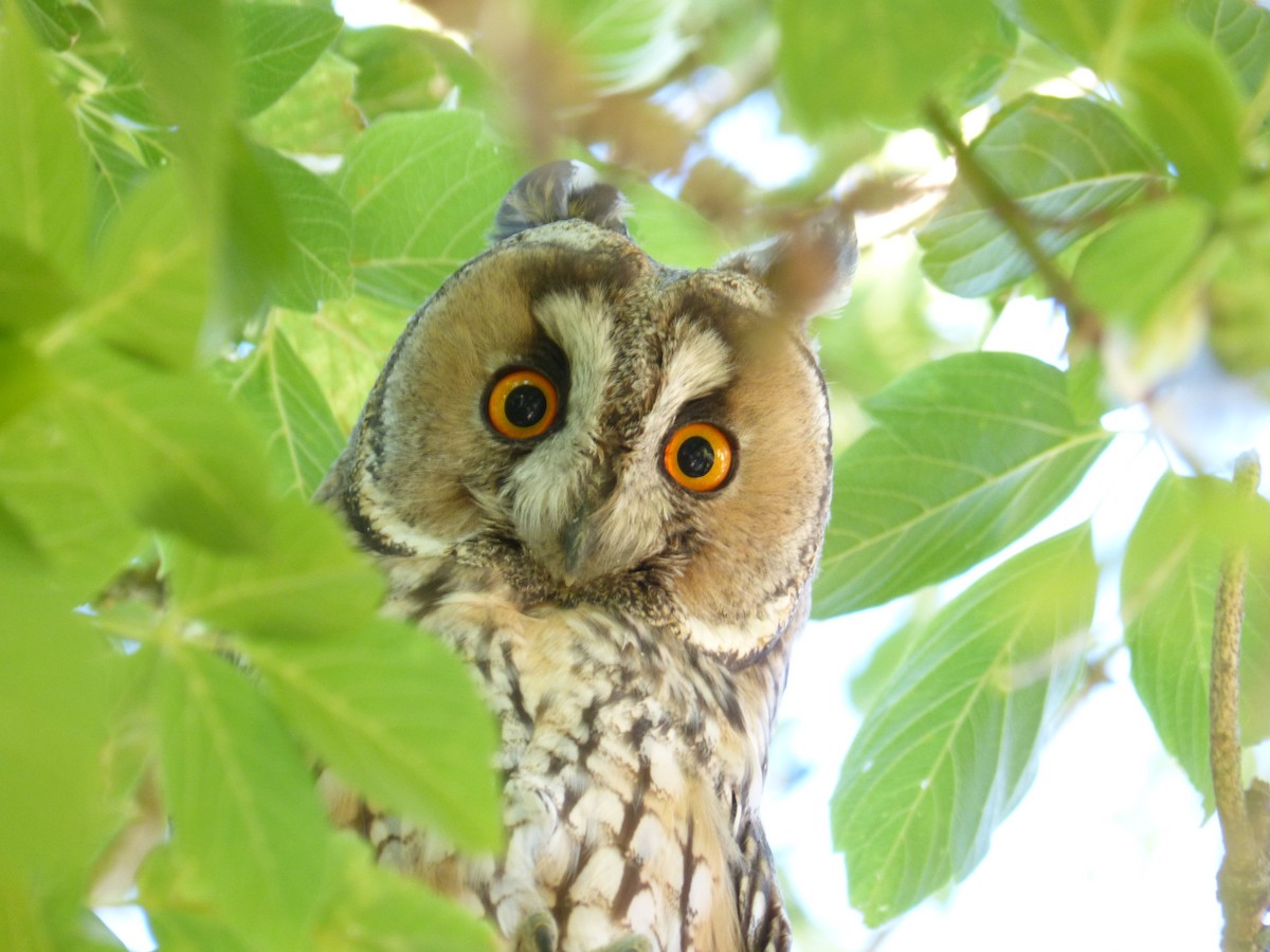 Long-eared Owl - Raúl  Granados