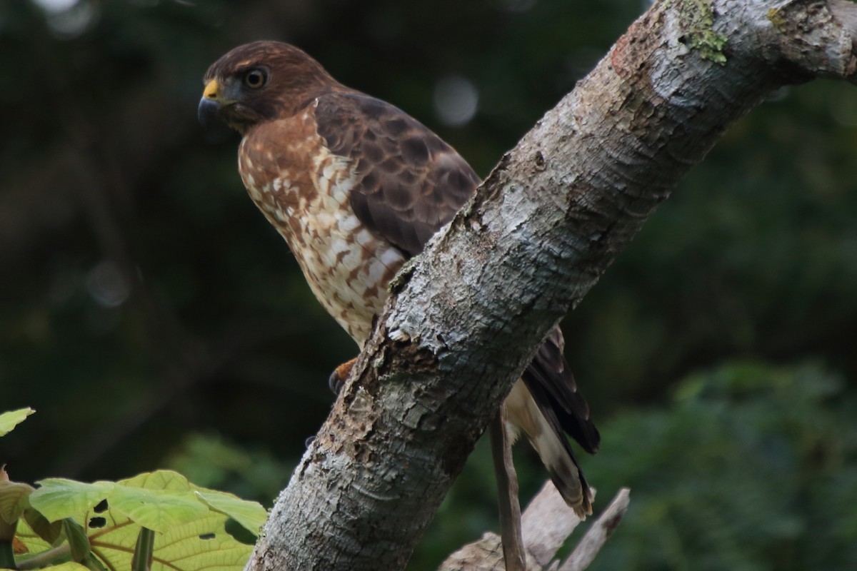 Broad-winged Hawk (Caribbean) - ML83012241