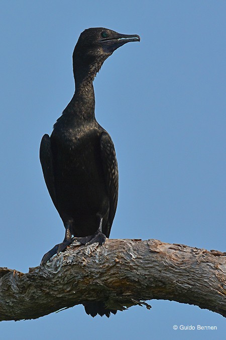 Little Black Cormorant - ML83012381