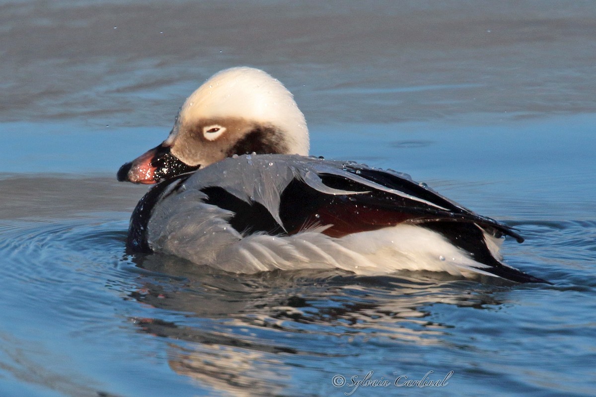 Long-tailed Duck - Sylvain Cardinal