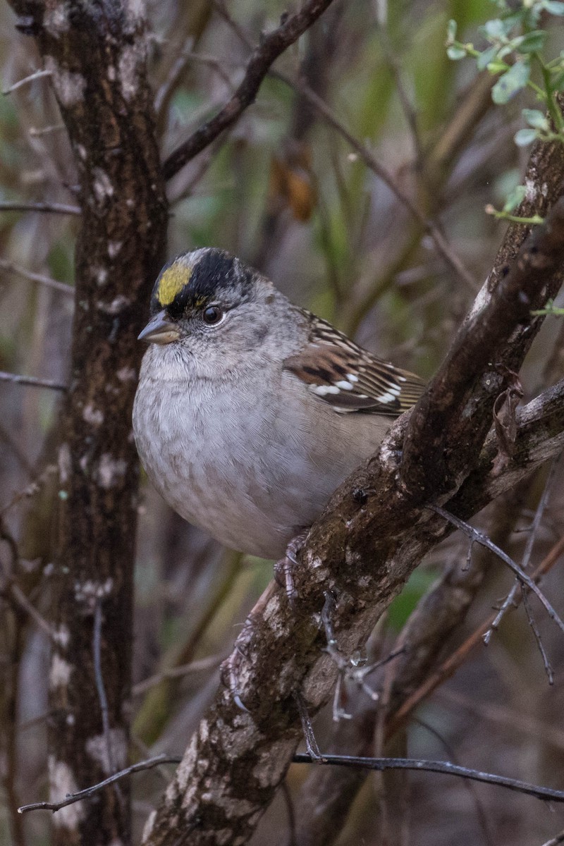 Golden-crowned Sparrow - Patricia Clark