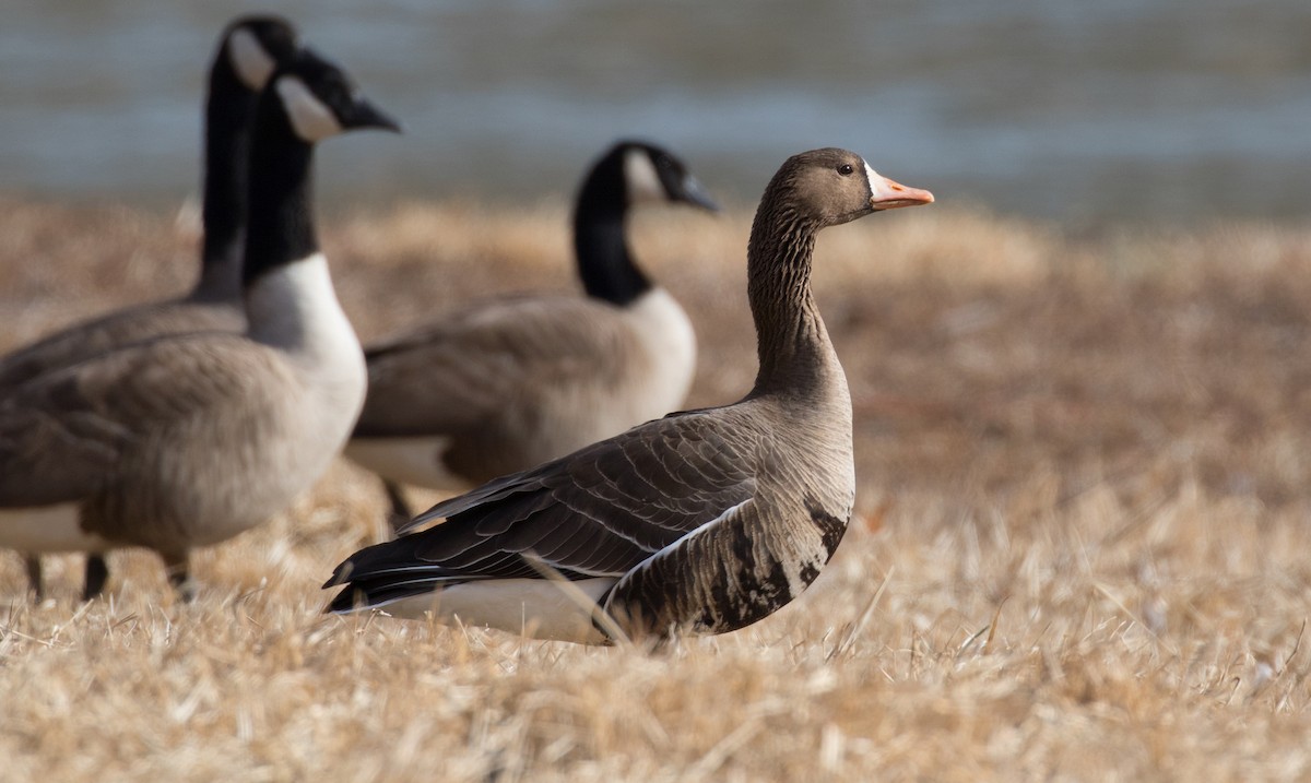 Greater White-fronted Goose - Mark R Johnson