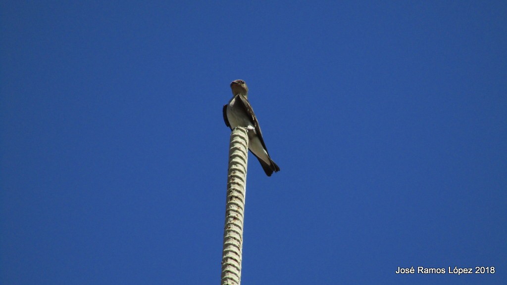 Northern Rough-winged Swallow - Jose Ramos
