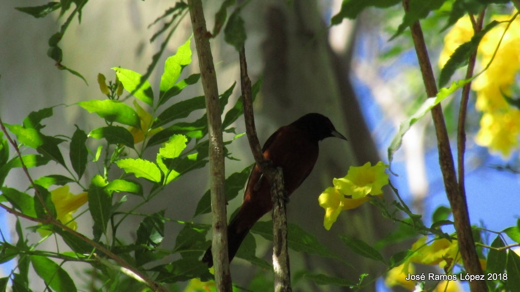 Orchard Oriole - ML83015191