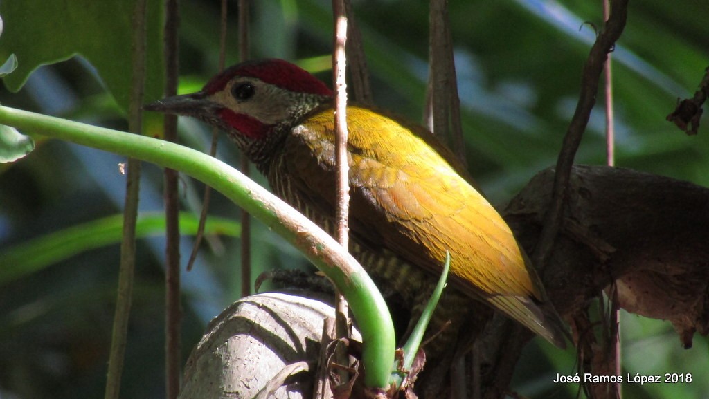 Golden-olive Woodpecker - ML83015241