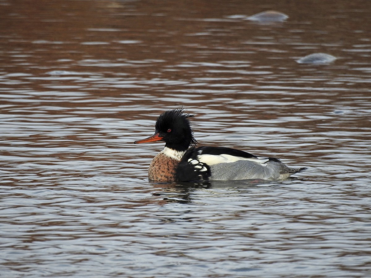 Red-breasted Merganser - Mary Rumple