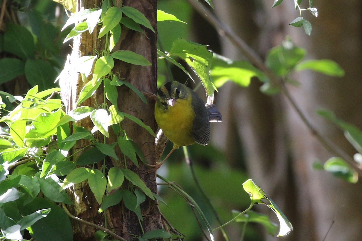 Golden-crowned Warbler - ML83017081